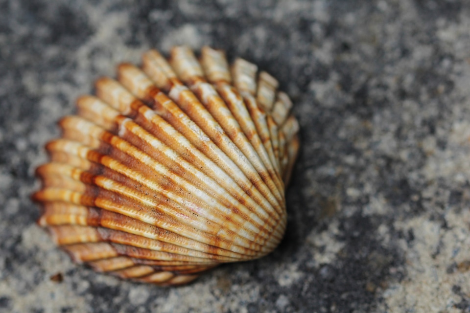 Decorative seashell vacations