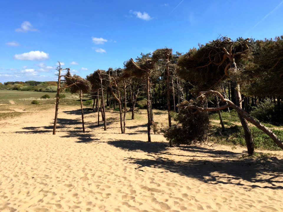 Dunes at National Trust, Lifeboat Road