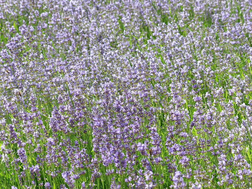 True lavender narrow leaf lavender lavandula angustifolia photo