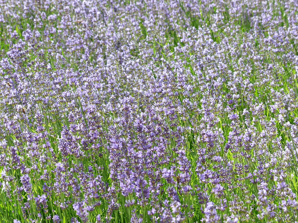 True lavender narrow leaf lavender lavandula angustifolia