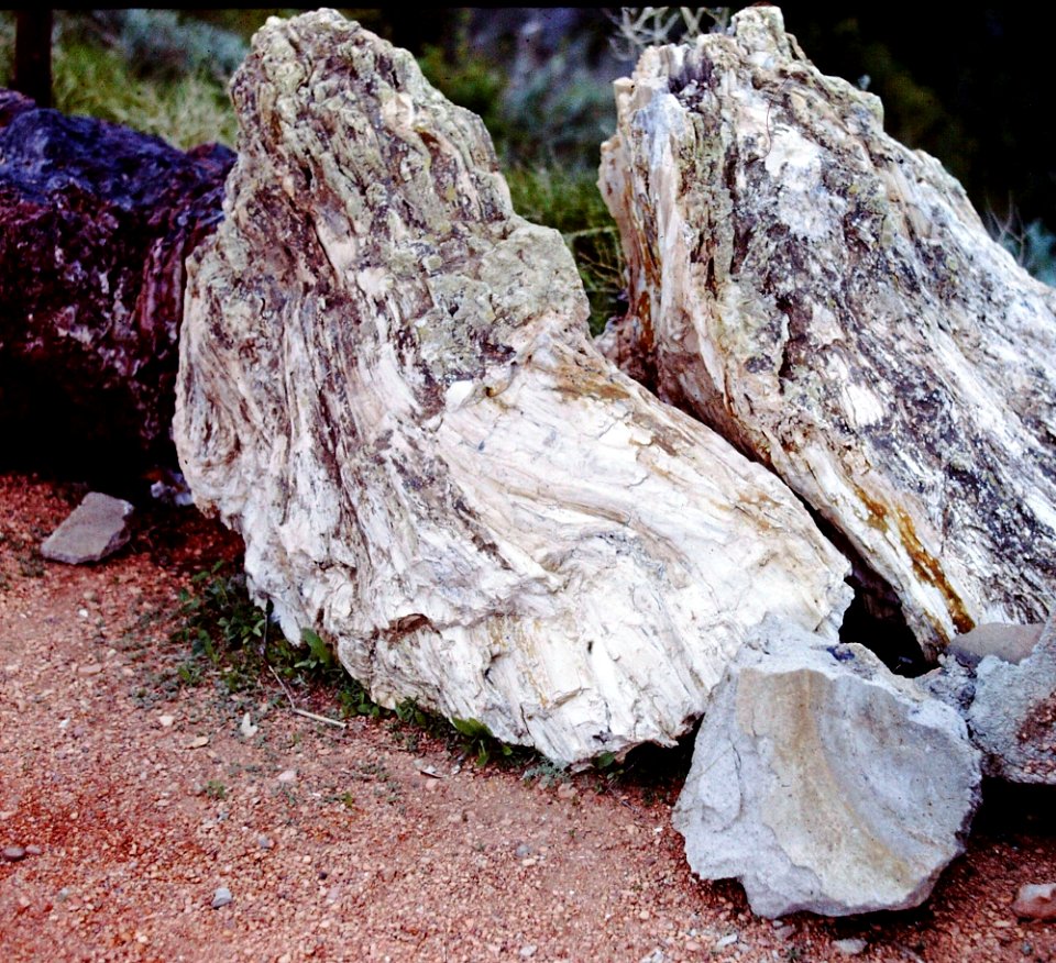 Yellowstone Petrified Forest