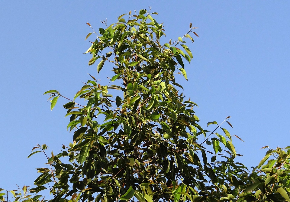 Blackberry tree india berry