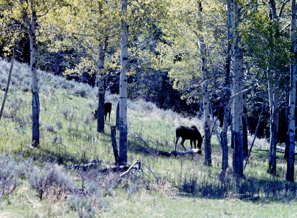 Two Moose at Yellowstone Ntl. Park (2)