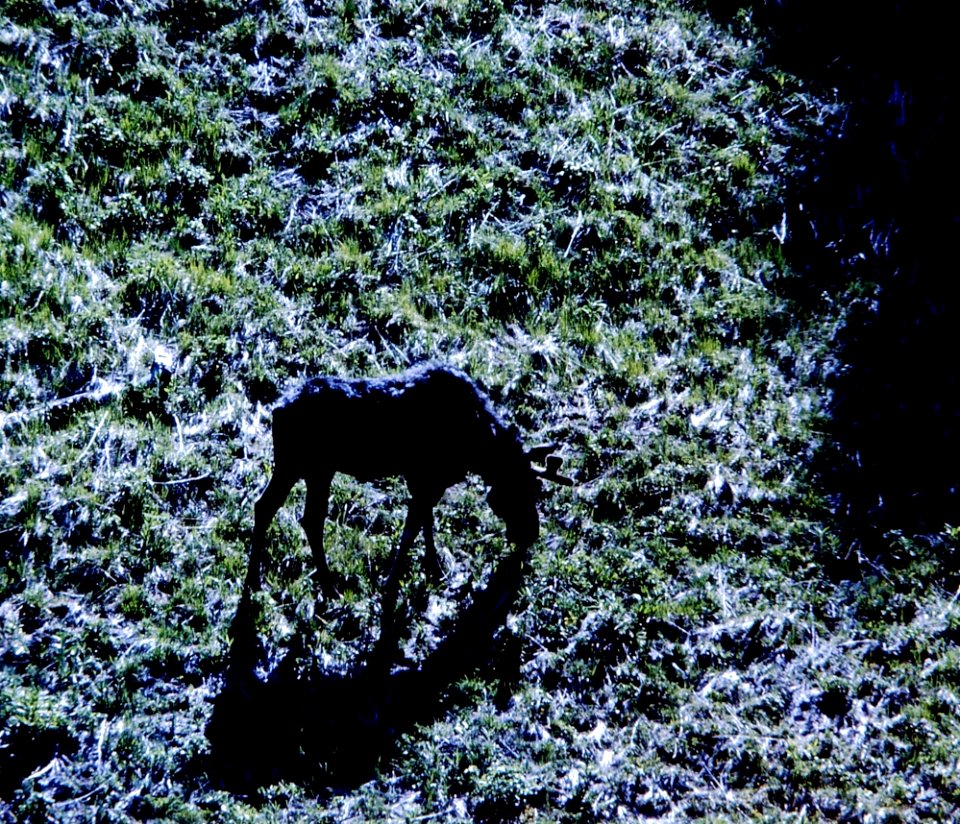 Moose in a Field, Yellowstone Ntl. Park