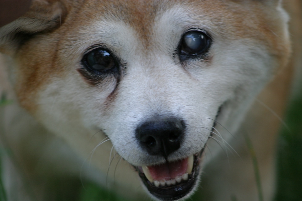 Blind smile portrait