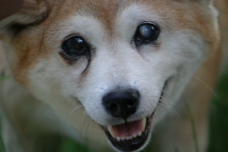 Blind smile portrait photo