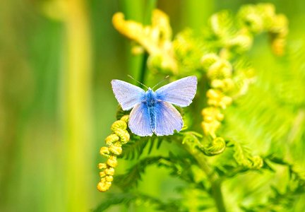 Meadow Blue Butterfly photo