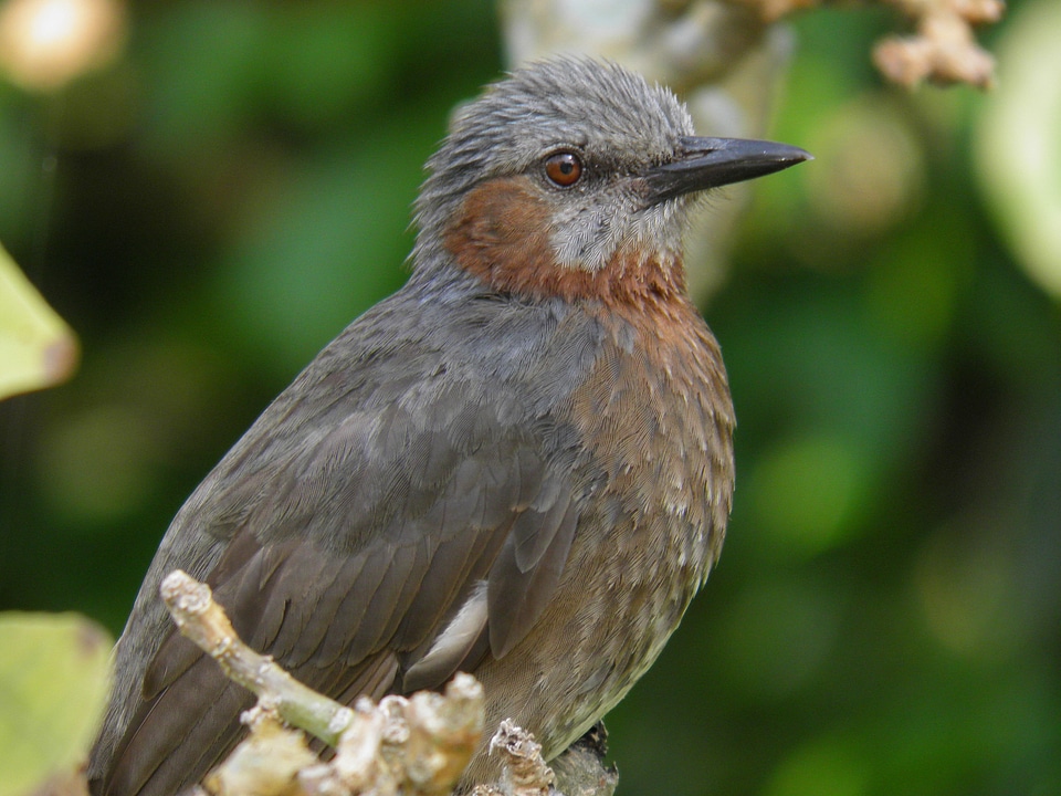 Birds animals animal group