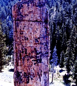Petrified Tree, Yellowstone Ntl. Park