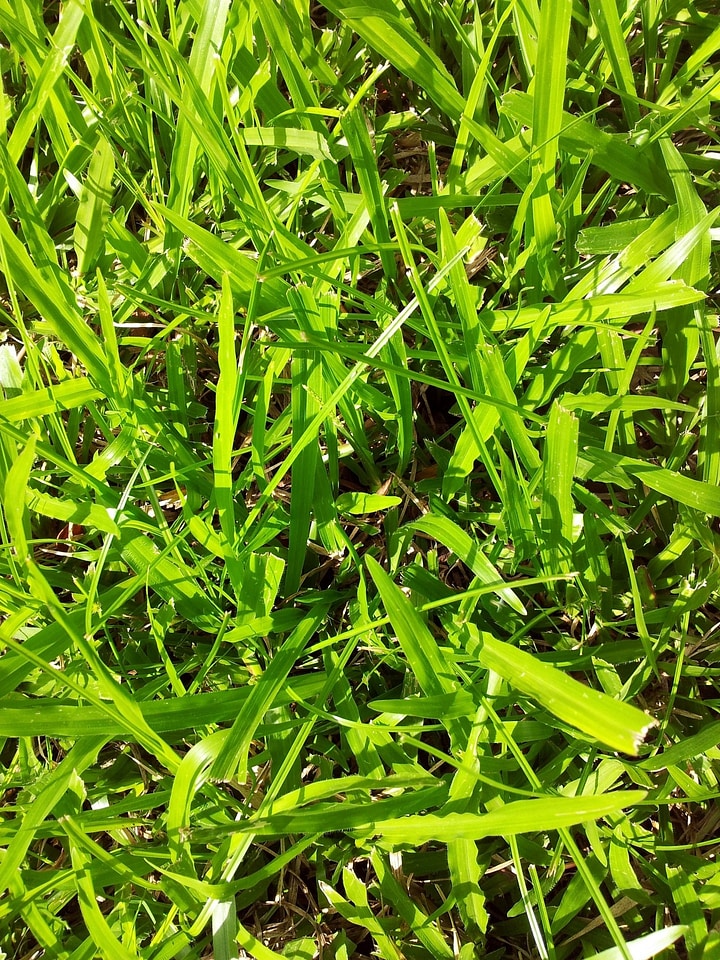 Growth summer field