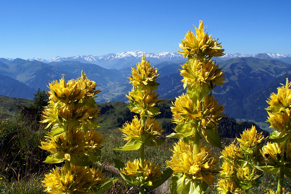 Bloom flower yellow photo