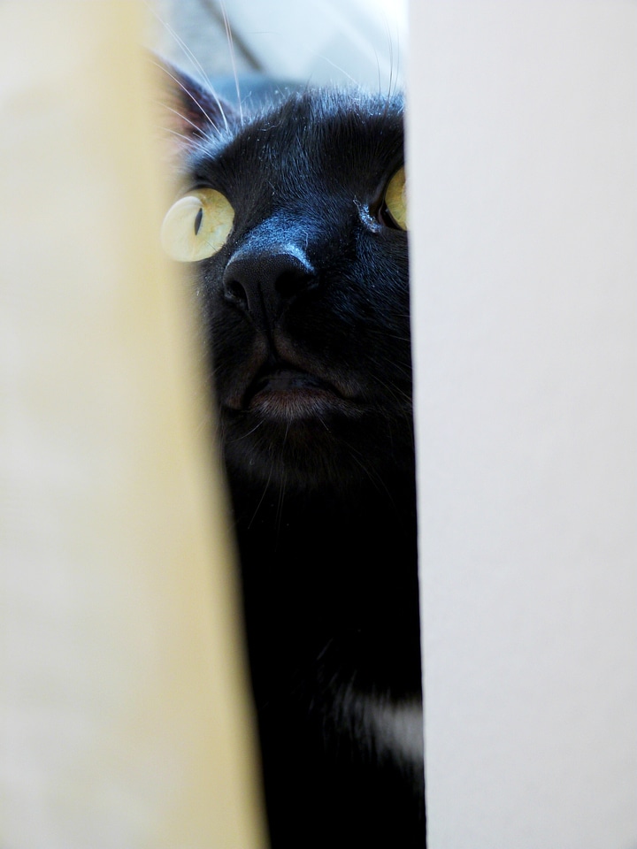 Black domestic furry