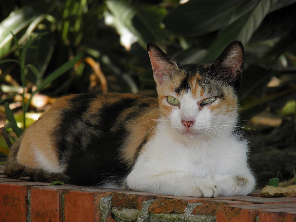 Cat ��ʍ� animals