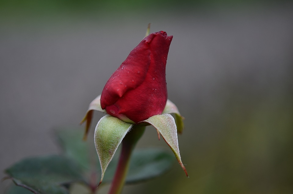 Nature garden macro