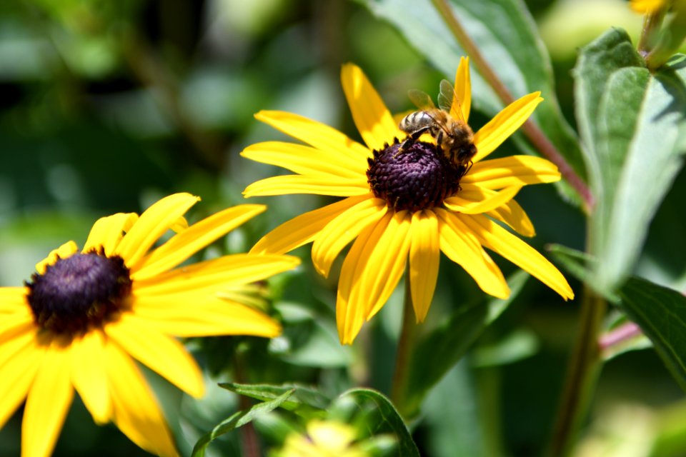 Flowers with yellow petals and brown middle