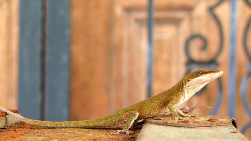 Anole