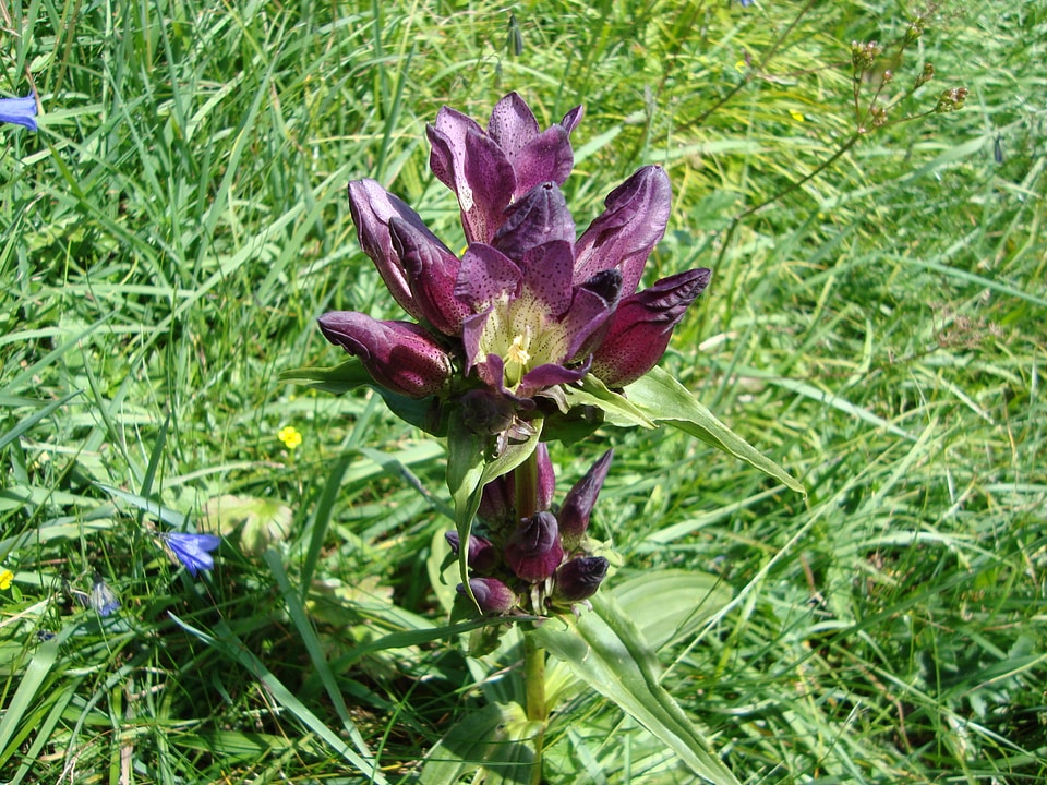Bloom gentian plant