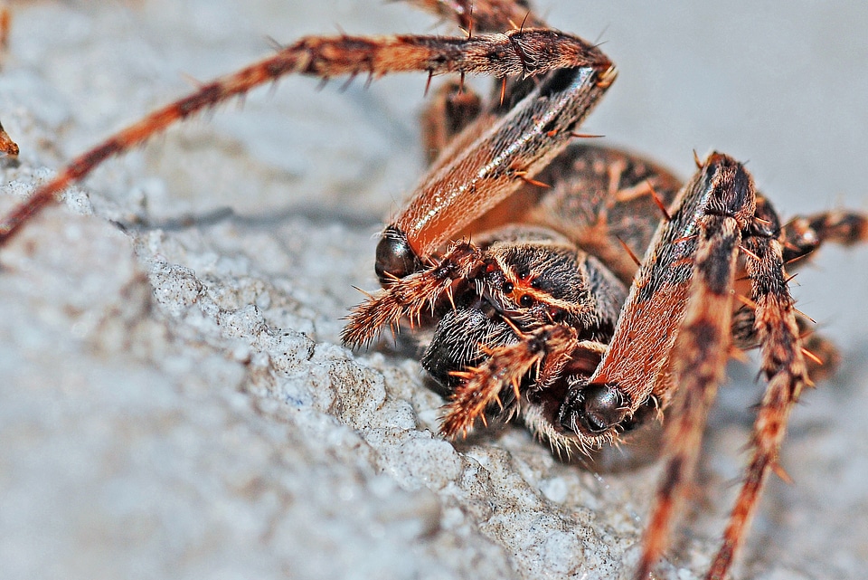 Insect nature animal