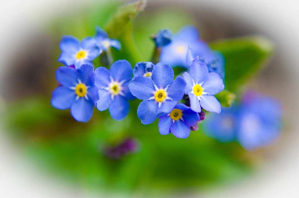 Nature macro background