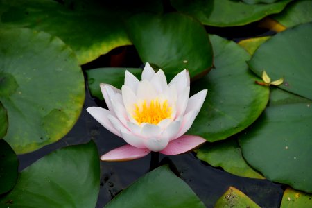 White lily