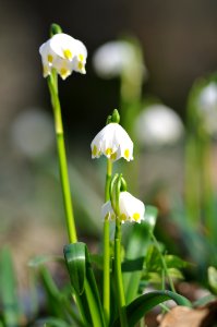 Beautiful spring snowflake photo