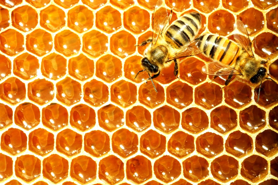Beautiful Honey Comb