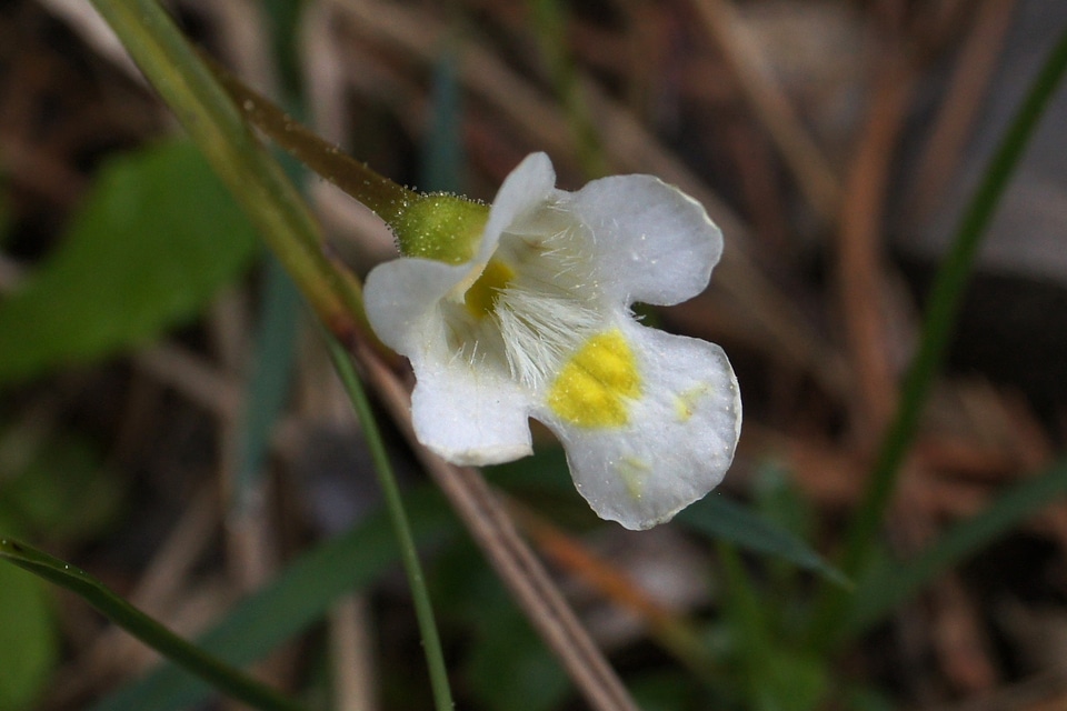 Bloom close up butterwort