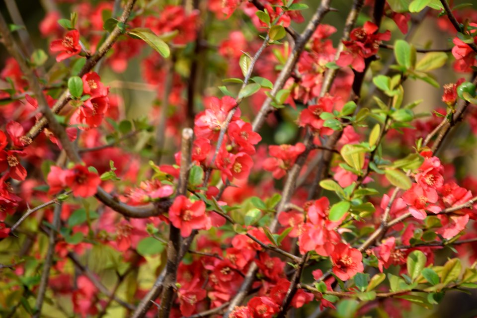 Red Plum