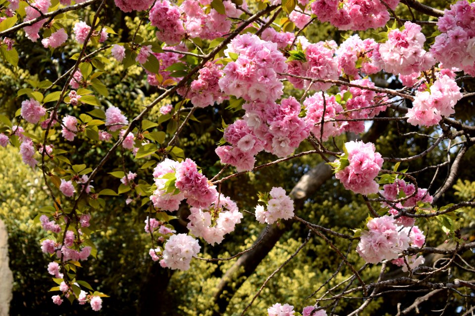 Cherryblossom