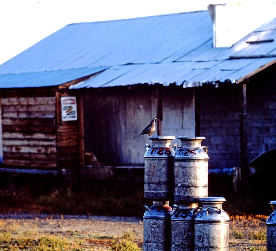 Quail on Milk Cans