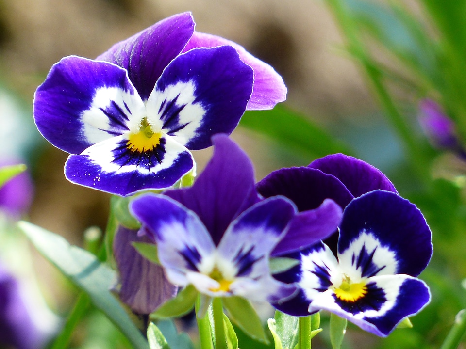 Bloom blue violet photo