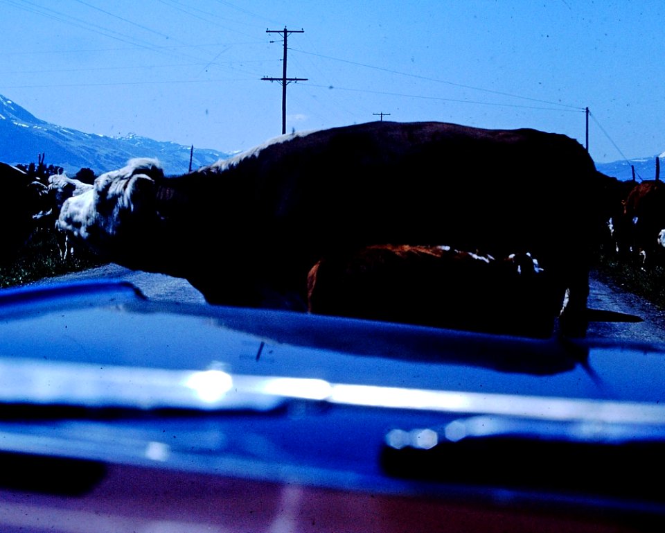 Cattle Traffic Jam (4)