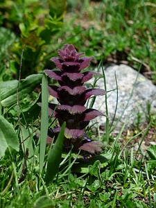 Plant reddish ajuga pyramidalis l photo