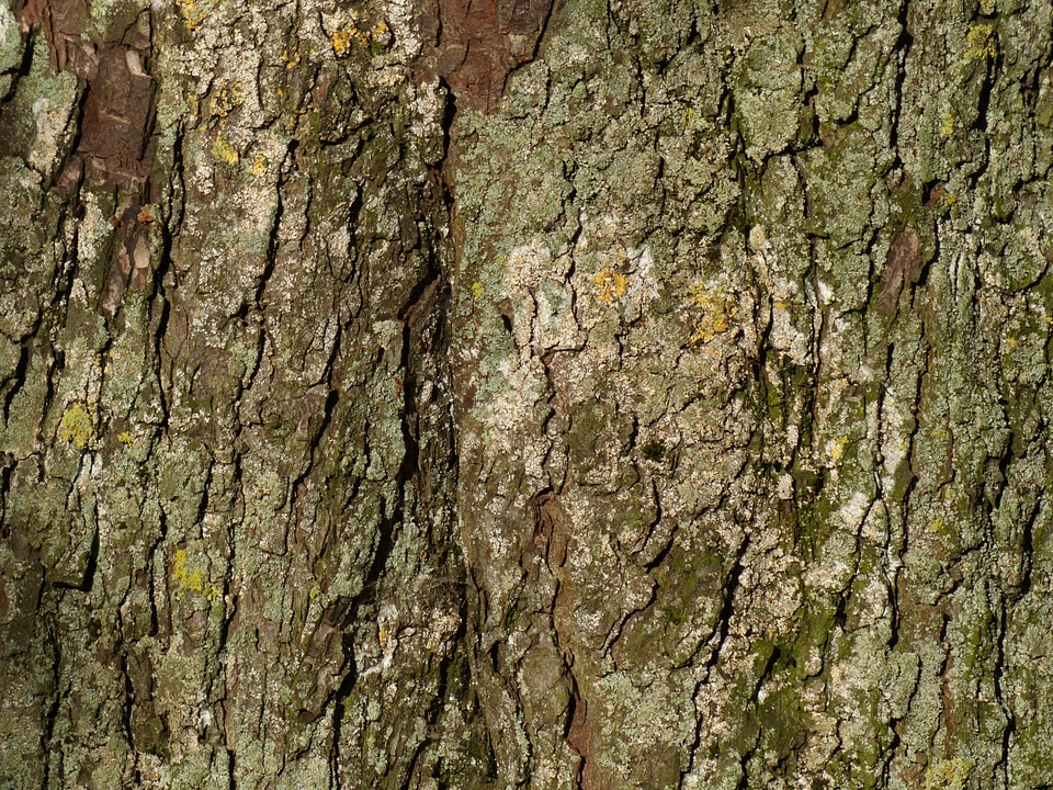 Chestnut tree tribe tree
