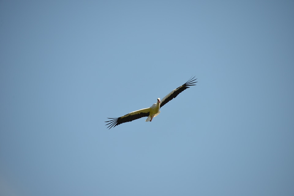 Animal rattle stork white stork