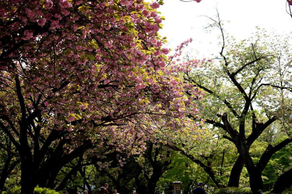 Cherryblossom