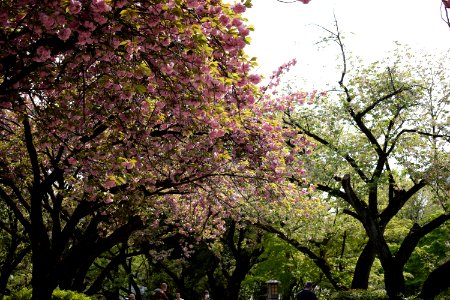 Cherryblossom