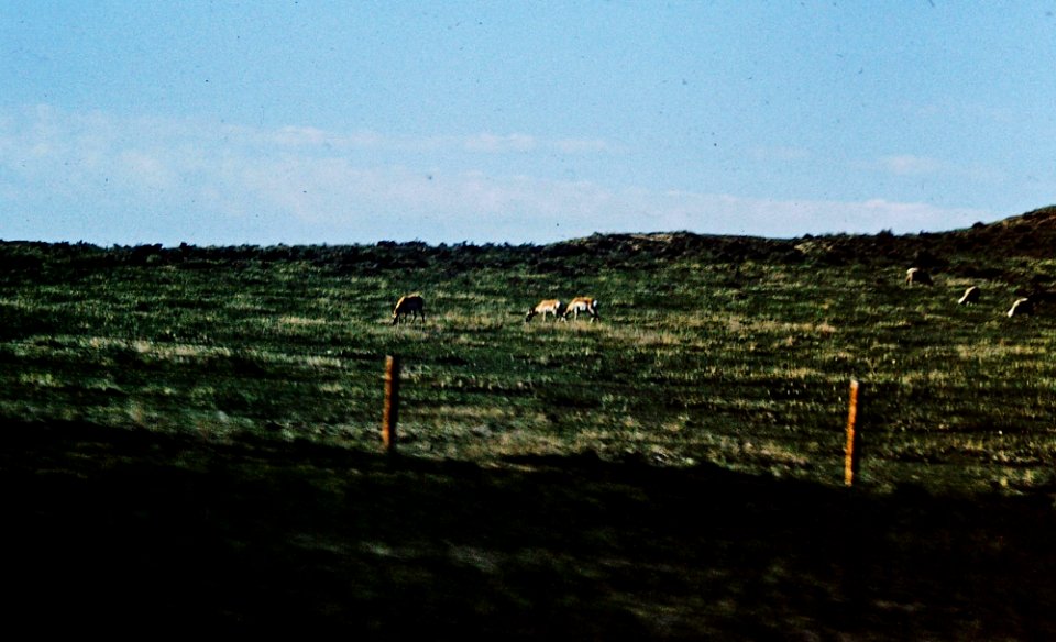 Antelope, SD
