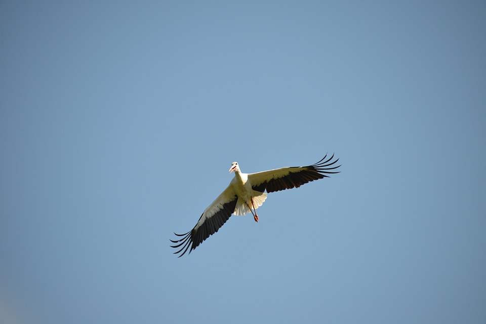 Animal rattle stork white stork