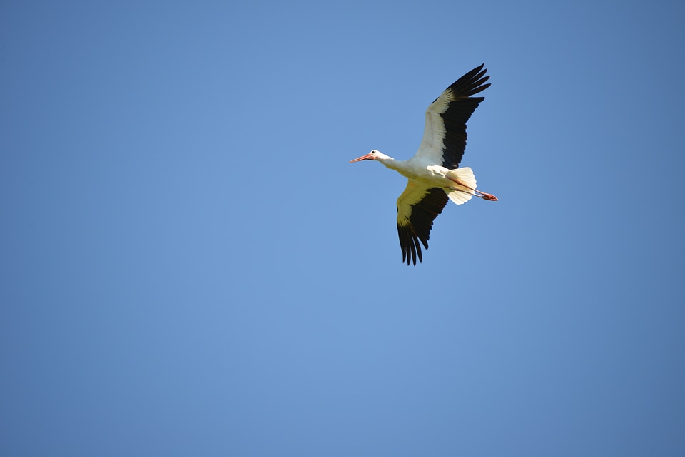 Bird animal rattle stork