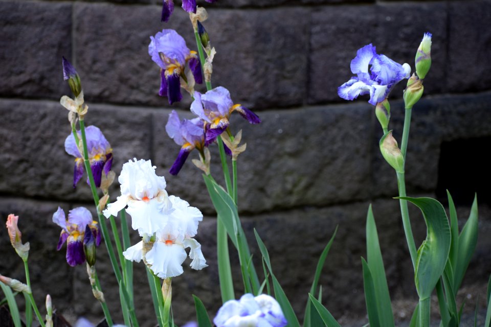 Iris