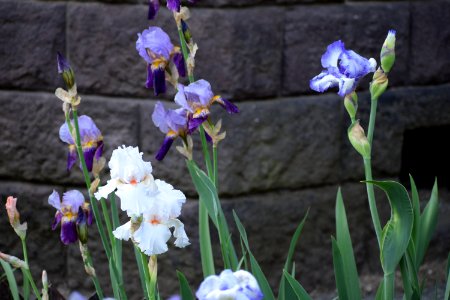 Iris