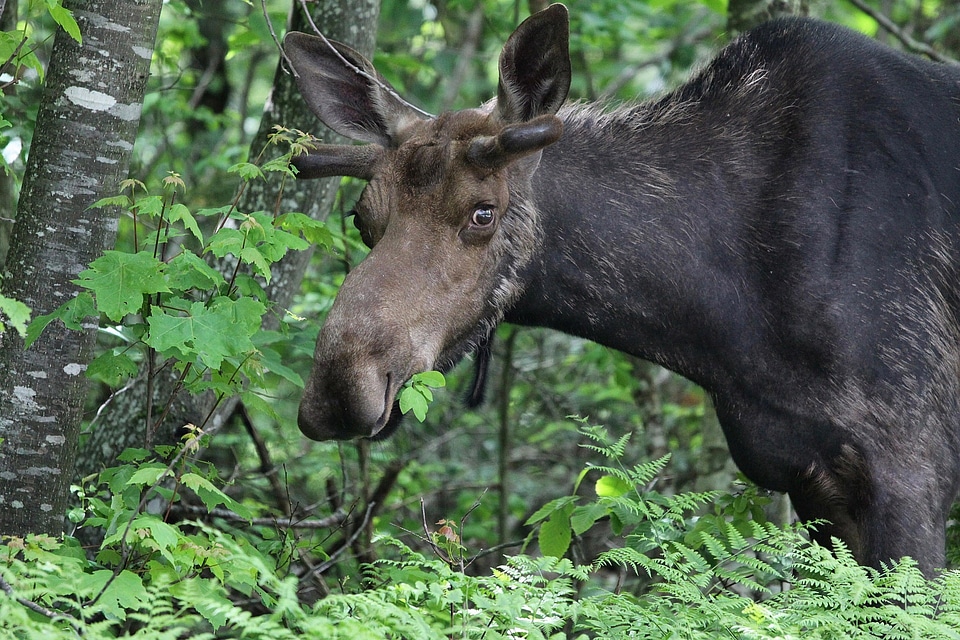 Mammal fauna woodland