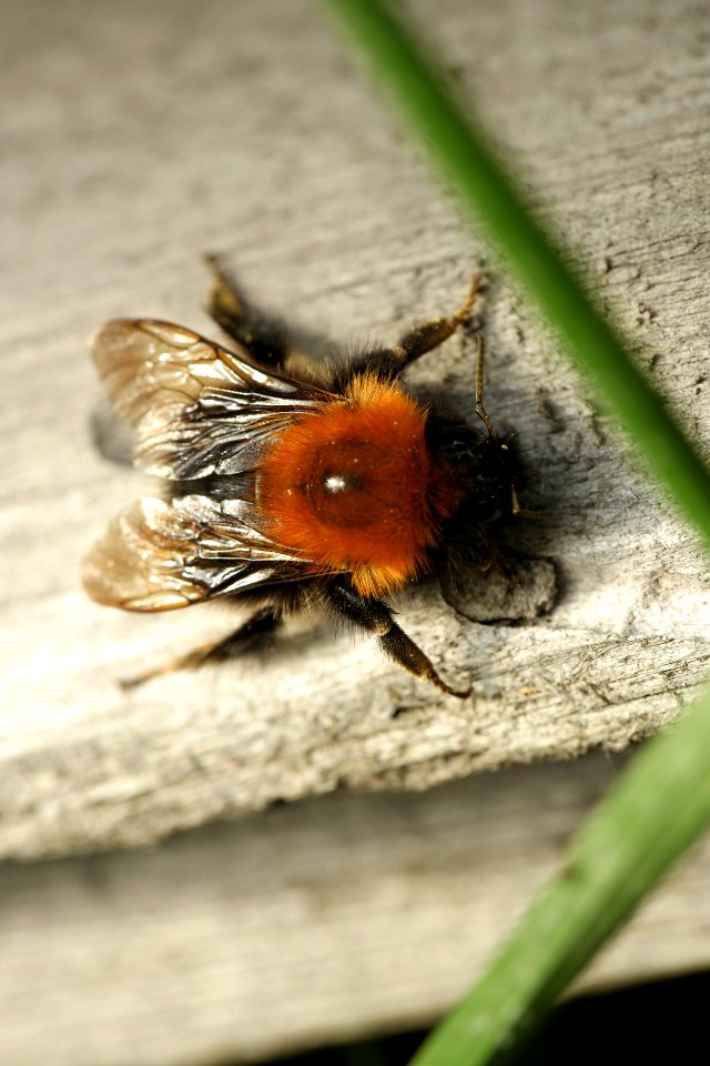 Bumblebee