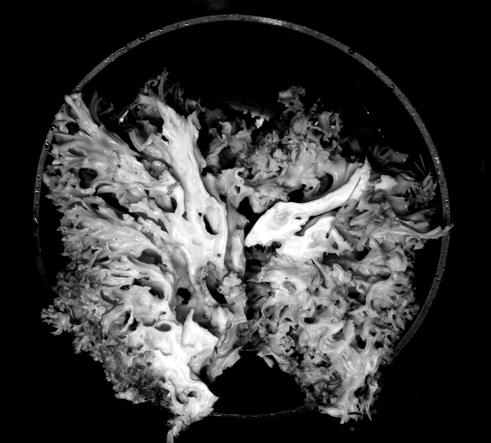 Cauliflower Fungus