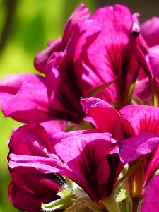 Noble pelargonium english geraniums geranium