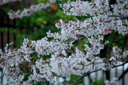 Cherryblossom