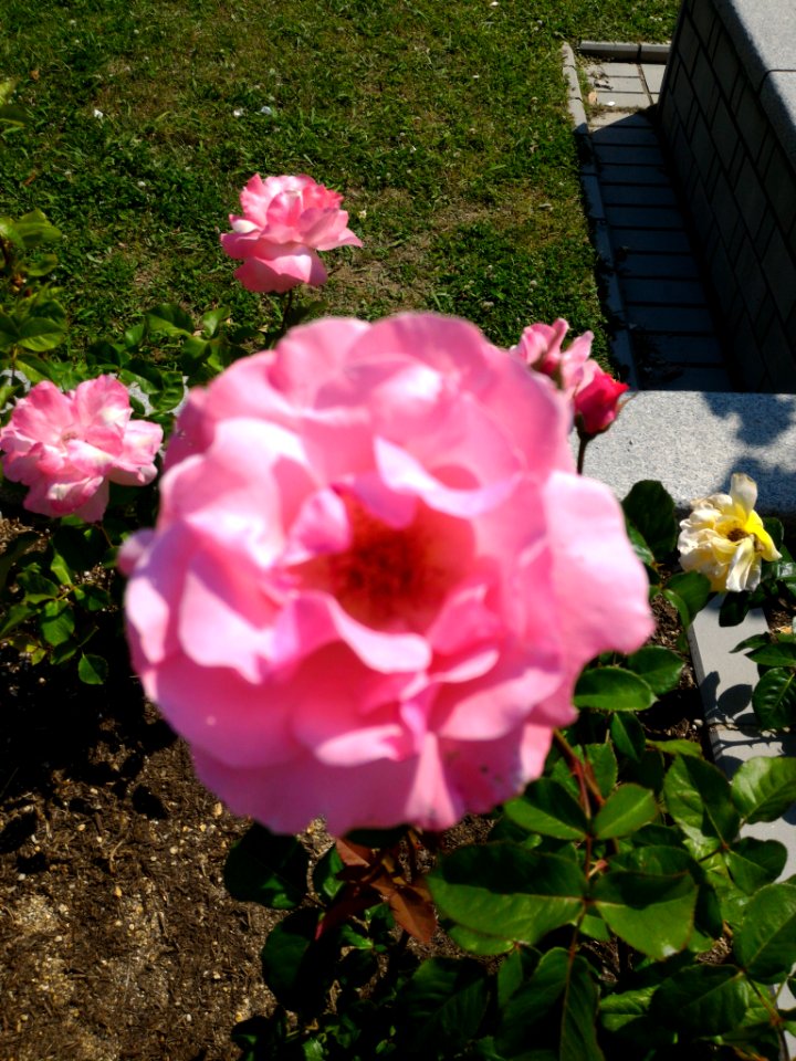 Roses
