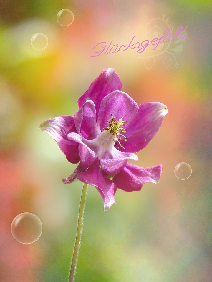 Plant blossom bloom