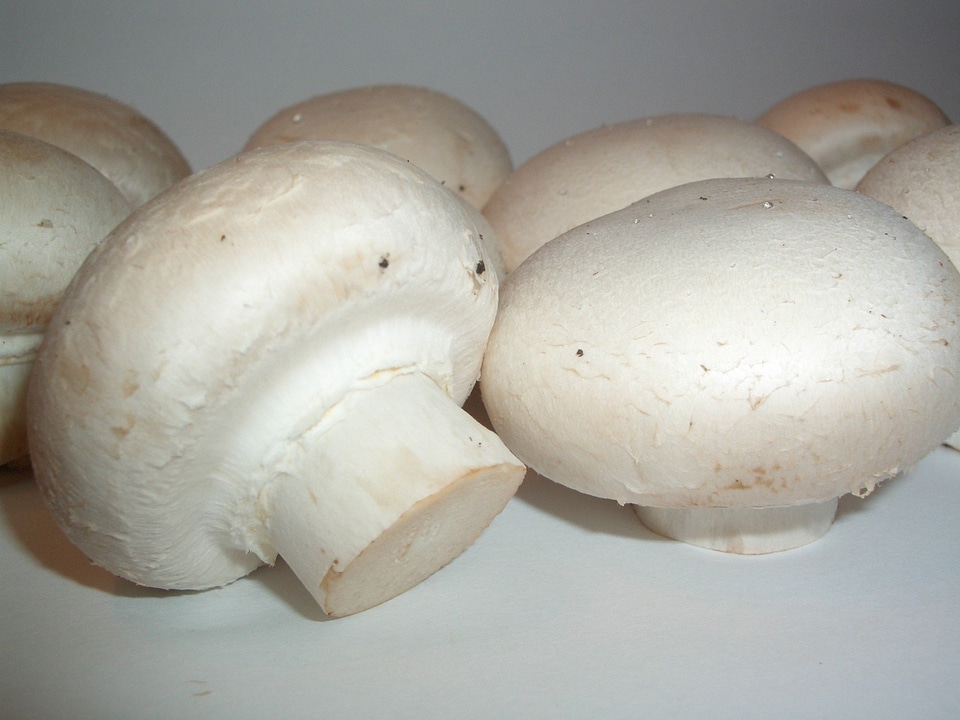 Champion pilz agaricus